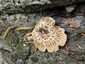 Nyár-fagomba (Lentinus tigrinus), Duna-part